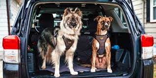 Beste Autogordel hond