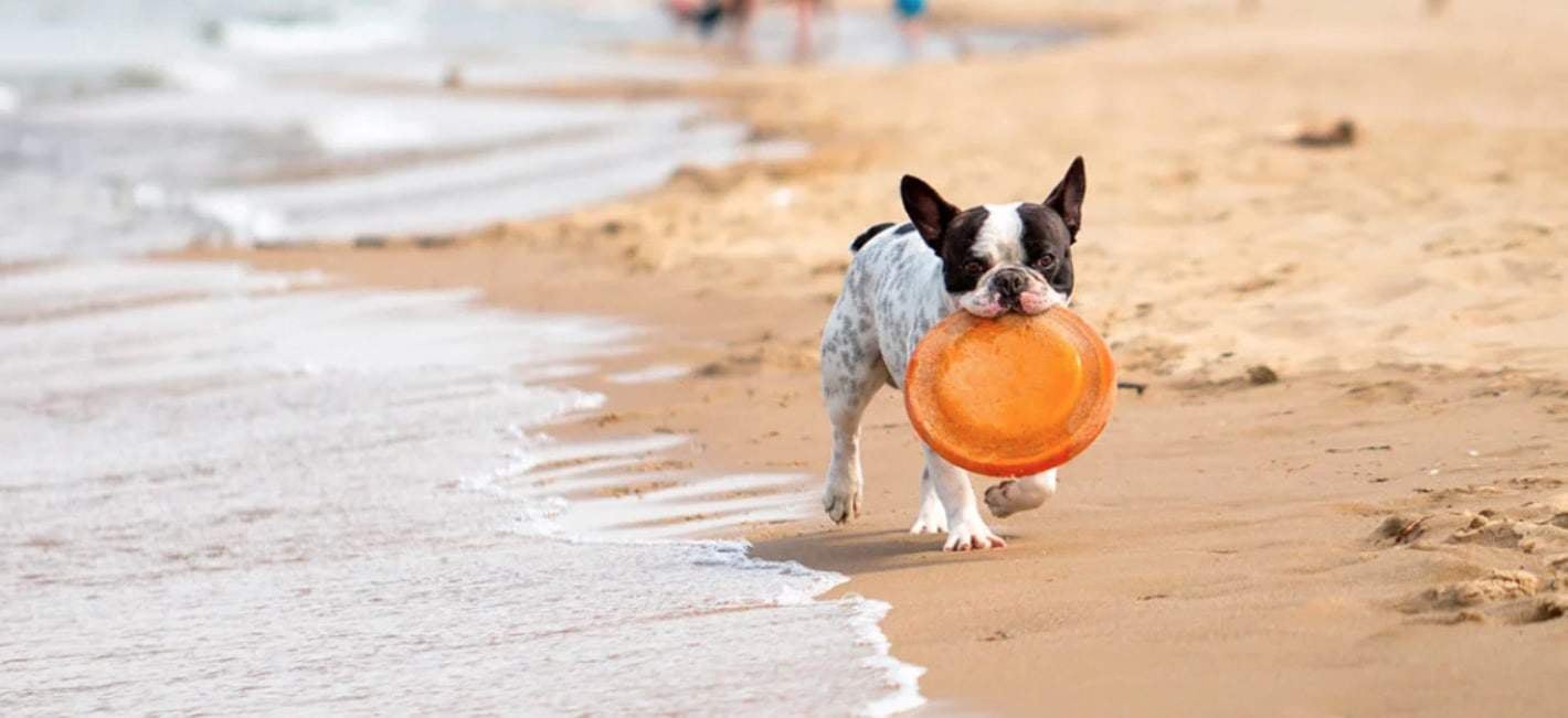 Beste hondenfrisbee