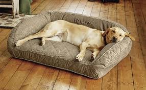 Beste hondenmand