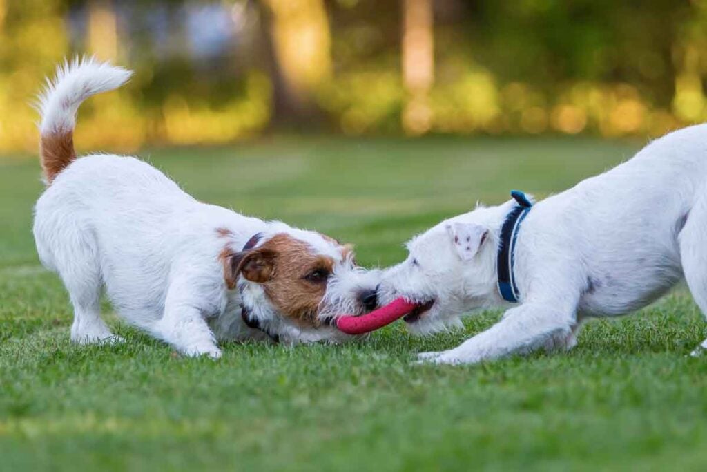 De leukste spelletjes voor je hond